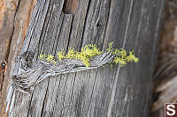 Lichen Growing On Dried Deadfall