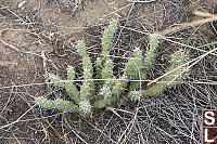 Prickly Pear Cactus