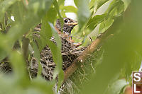 American Robin On Nest