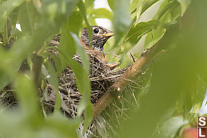 American Robin On Nest