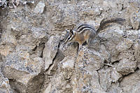 Chipmunk In The Rocks