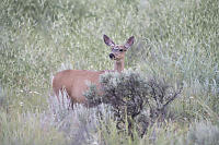 Deer At Attention