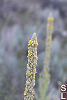 Great Mullein