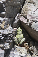 Green And Brown Morph Pacific Tree Frogs