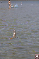 Killdeer Flying By