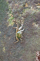 Crab Climbing Wall