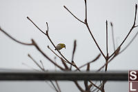 Japanese White Eye On Tree