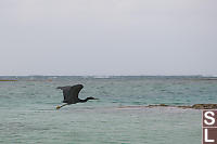 Pacific Reef Heron