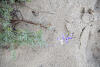 Lupin In Sand