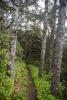 Trail In Forest