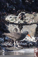 Black Oystercatcher At Waters Edge