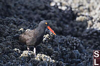 Black Oystercatcher In Mussel Bed