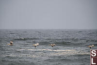 Pelicans Flying By