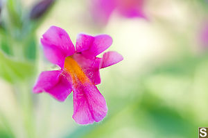 Pink Monkey Flowers