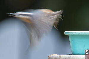 Motion Blur Flight