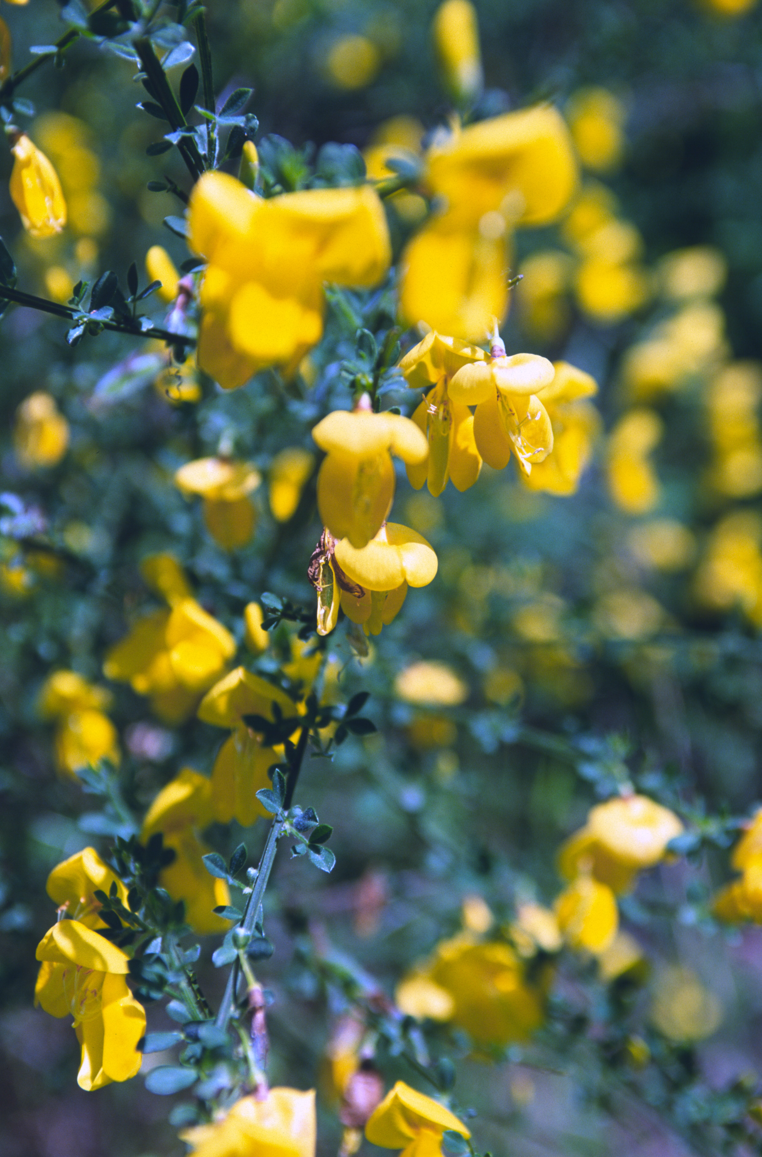 Scotch Broom