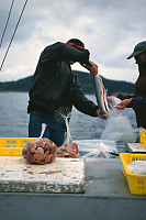 Some Salmon Some Scallops