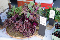 Baby Beets