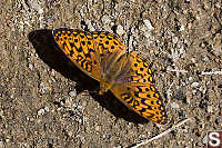 Butterfly On Ground