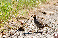 California Quail