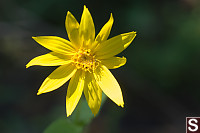 Heart Shaped Arnica