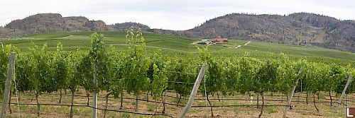 Hillsides Covered In Vines