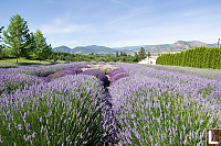 Lavendar Farm