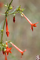 Scarlet Gilia