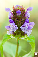 Self Heal