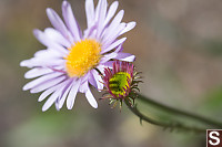 Subalpine Daisy