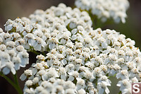 Yarrow