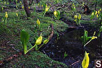 Field Of Skunk Cabbage