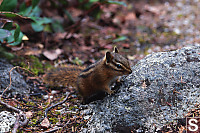 Yellow Pine Chipmunk