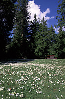 Daisies with Picnic Table