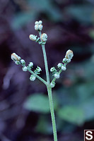 Bracken Fern Unrolling