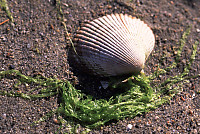 Shell and Kelp on Beach