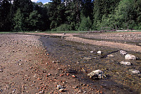 Angus Creek Across Beach