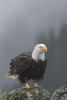 Bald Eagle With Wet Head