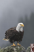 Bald Eagle With Wet Head