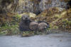 Family Resting On Rocks