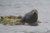 Harbour Seal Looking At Us