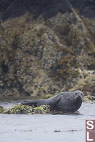 Harbour Seal On Low Rock