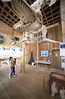 Kids Under Orca Skeleton