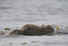 Mom Grooming While Baby Nursing