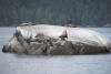 Sea Lions Climbing Up Rocks