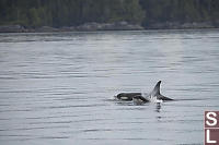 Young Orca And Coastline