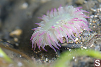 Aggregate Green Anemone