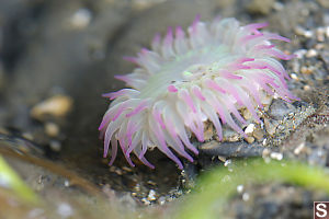 Aggregate Green Anemone