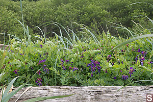 Beach Pea