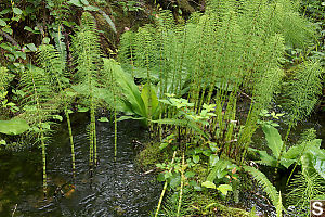 Plants Of The Rain Forest